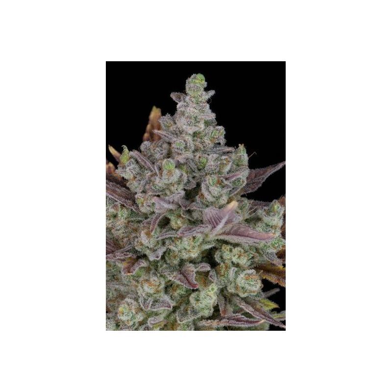 Gorilla Cookies Auto, Фасовка: 5, изображение 2